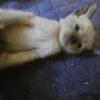 Siamese kittens in Connecticut