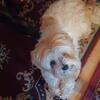 Teddy bear dog