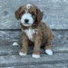 Miniature Golden Doodles