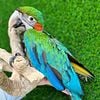 Baby Macaw