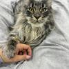 Maine Coon Kittens • European Lines • Delivery Across US • 4+ Months
