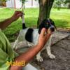 Llewellyn setters registered adorable sweet pups