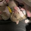 9 pocket bully puppies