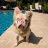 Exotic Fluffy French Bulldog