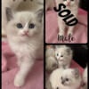 Ragdoll kittens taking deposits