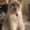 Lilac point Siamese