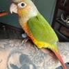 Hand fed pineapple conure