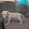 Pups in need of new home