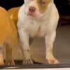 (Pocket) American Bully *Golden Child Charlie* Grandpups