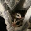 Sugar glider and chinchilla colonies 