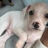 Chihuahua/Jack Russell Mix