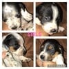 Basset Mix puppies ready