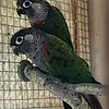 Conures breeding pairs and some singles