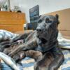 Three Female puppies Presa canario Guard dog