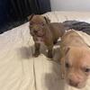Pitbull puppies