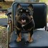 French bulldog stud service