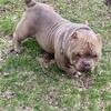 Sensei son (micro exotic) stud service