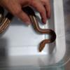 Female Tessera corn snake