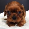 Cavalier King Charles Spaniel Ruby Male AKC (Reba's)