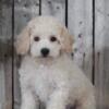 Tyson Poodle/ Bichon Cross