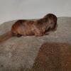 Full blooded male brindle smoothcoat dachshund