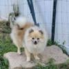 POMERANIAN PUPPIES for sale