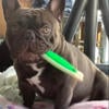 AKC French Bulldog Stud