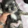 High-quality purebred Chihuahua puppies Applehead