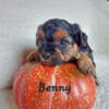 Benny CKC Yorkipoo Hess Pooches LLC