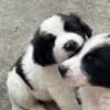 Border collie puppies