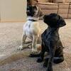 Great dane English mastiff puppies