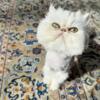 Persian Kittens and Adults