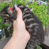 TICA Registered bengal kittens available 