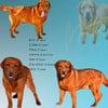 AKC English fox red male lab full registration