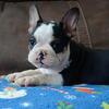 Husky frenchie male