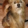 AKC YORKIE STUD AVAILABLE