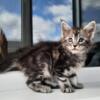 New Elite Maine coon kitten from Europe with excellent pedigree, female. EVG Botagoz