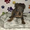 Gorgeous Blue/Tan Male Miniature Pinscher