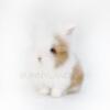 Lionhead Bunnies for Sale in Miami Fluffy bunnies Dwarf Rabbits For Sale