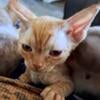 Devon Rex kittens! Looking for their forever home!