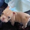 American boy exotic bullies available