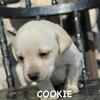 ACA registered Labrador retriever *Cookie*