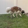 Saint bernard