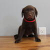 AKC Lab Puppies, chocolate and silver males available now