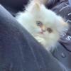 Persian kittens 2-3 months