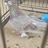 Uzbek breed pigeons