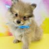 Pomeranian puppies for sale, New York, New Jersey