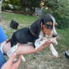 10 week old beagle puppies males