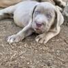 AKC Isabella Cane Corso Puppies