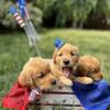 Golden retriever puppies